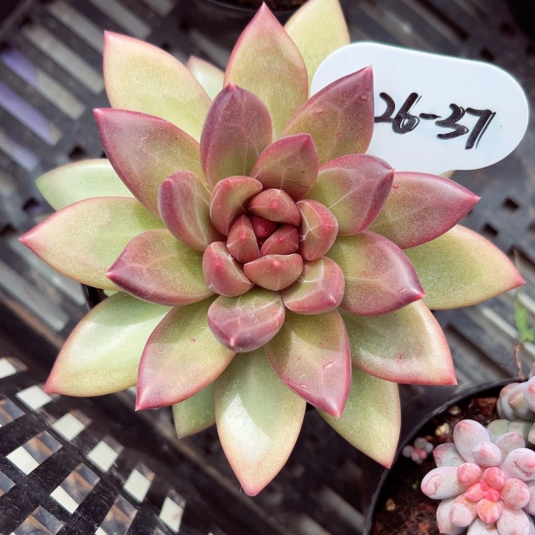 1026-37迷雾泡泡单头