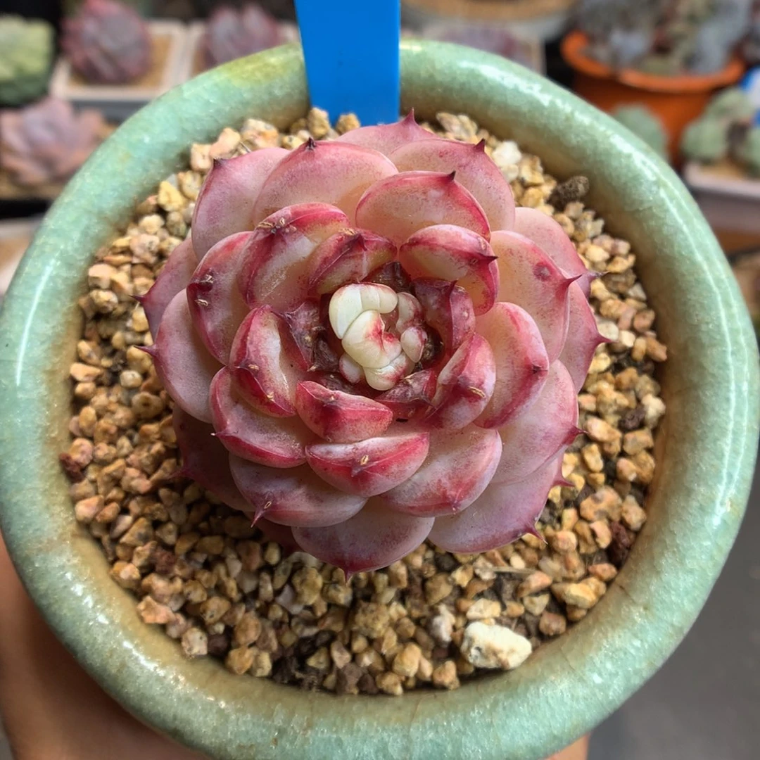 180天鹅绒多肉植物