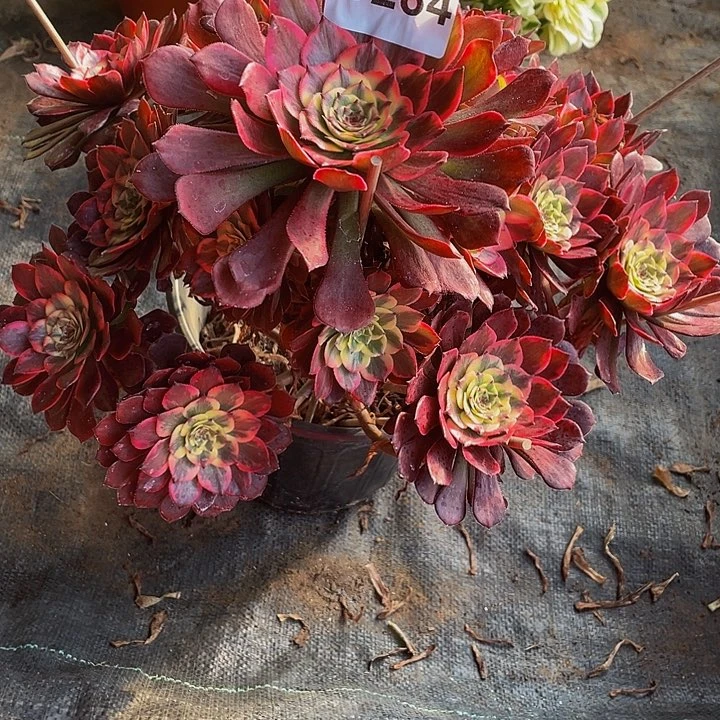 ꧁***꧂多肉法师284号烟花不包损