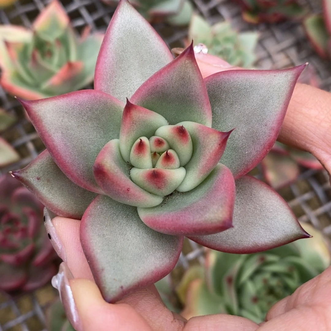 无花朵东云系多肉植物