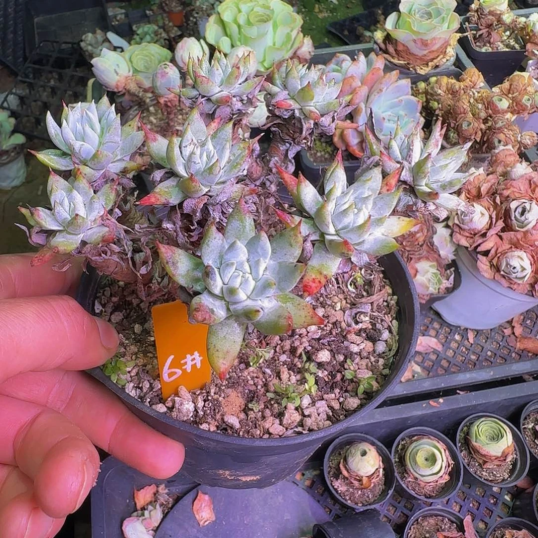 仙女杯奴婢吉娜 非偏远包邮