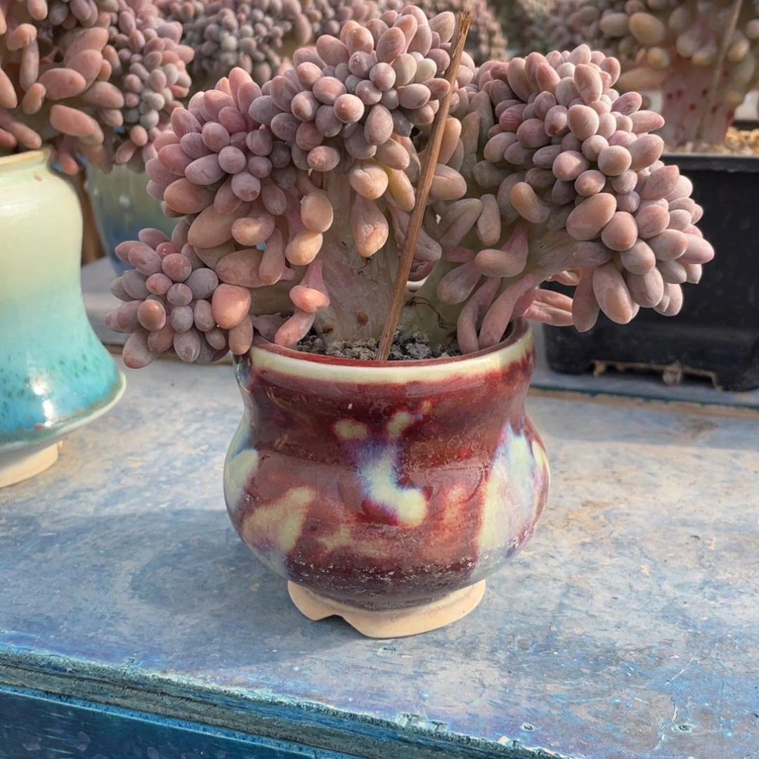 汤圆缀一物一拍中通快递