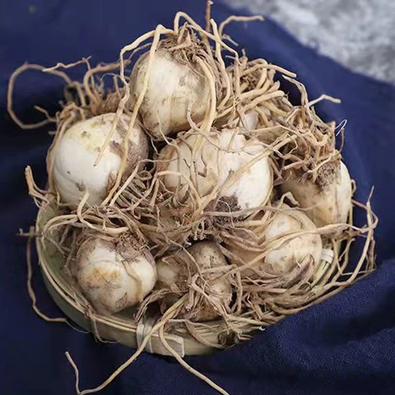 百合花球带根须可种植可观赏四季栽种原生态小百合种球