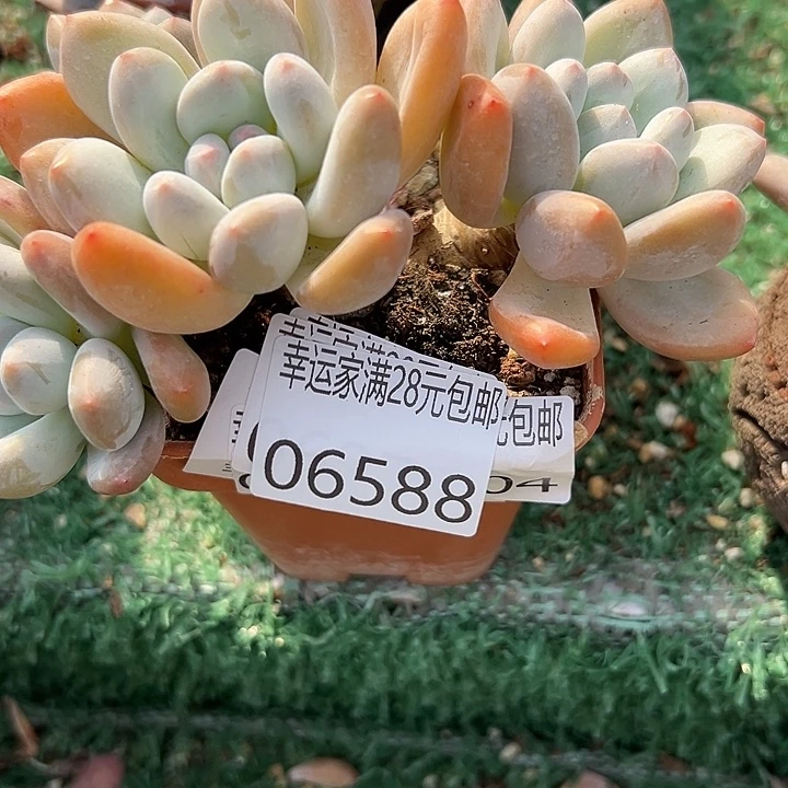 幸运儿是一位非常优秀且