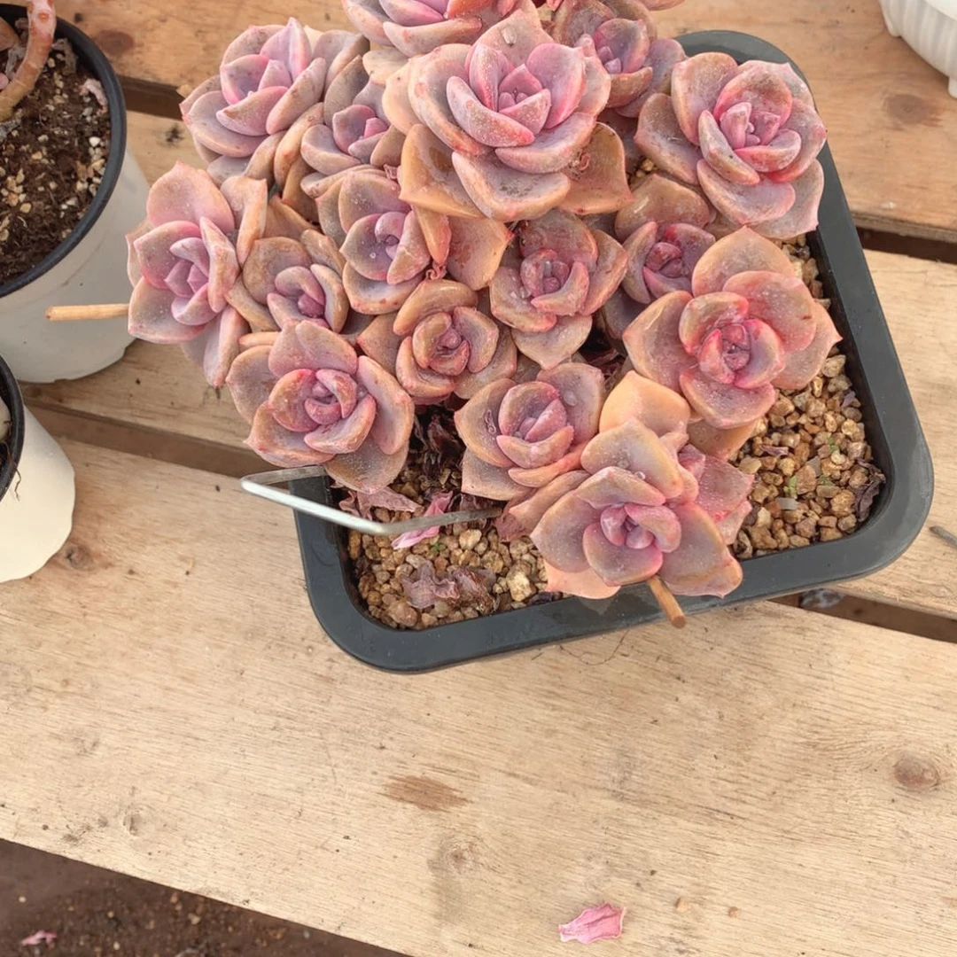 多肉植物多肉植物彩虹糖