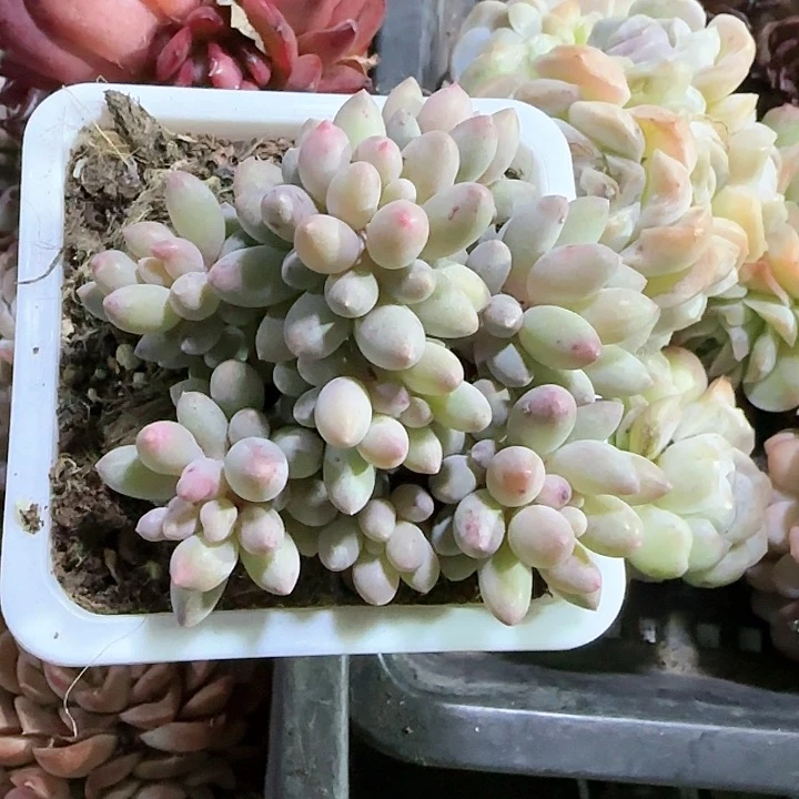 青蛙王子儿童牙膏111