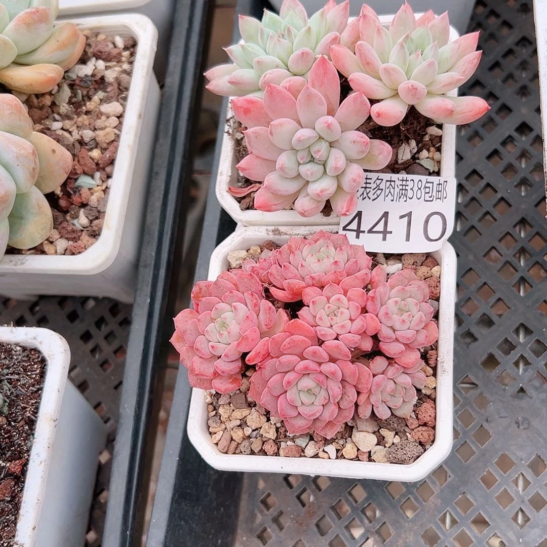 叶***桐无花朵多肉一物一拍植物4410