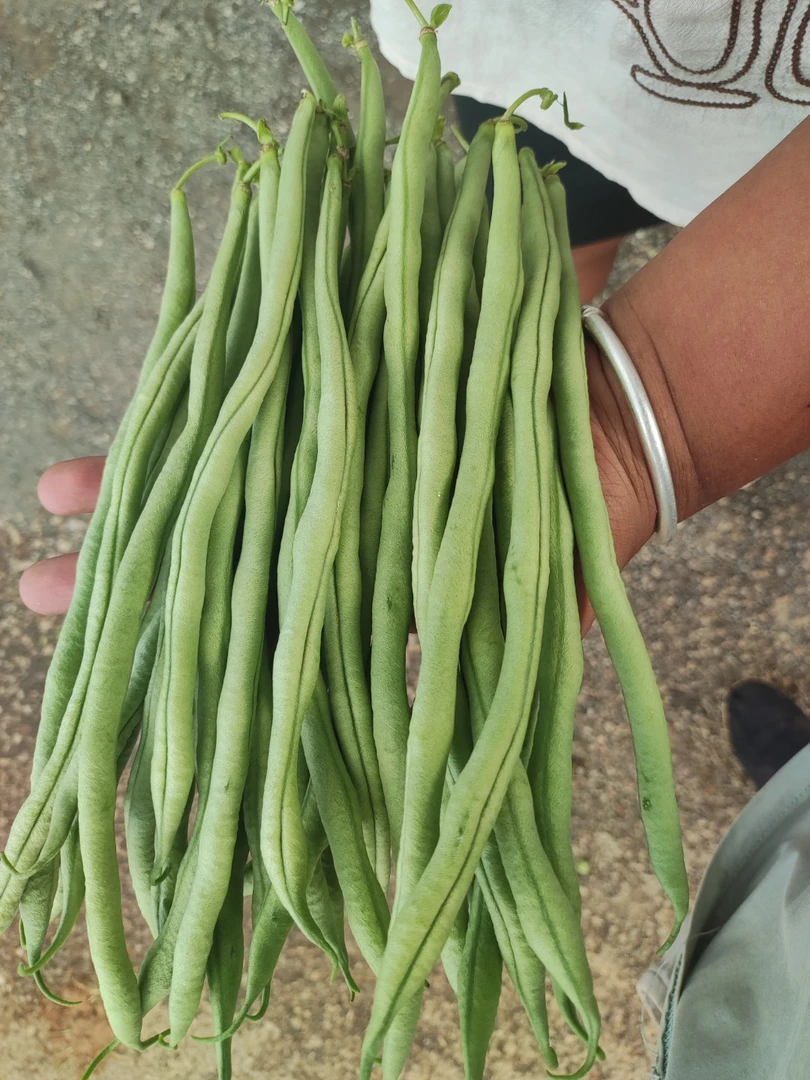 高山吃农家自种新鲜无筋豆架豆王精选当季蔬菜现摘优质四季豆毛豆