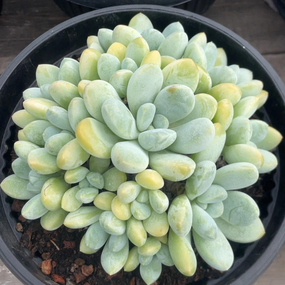 香玉群生胖体多肉