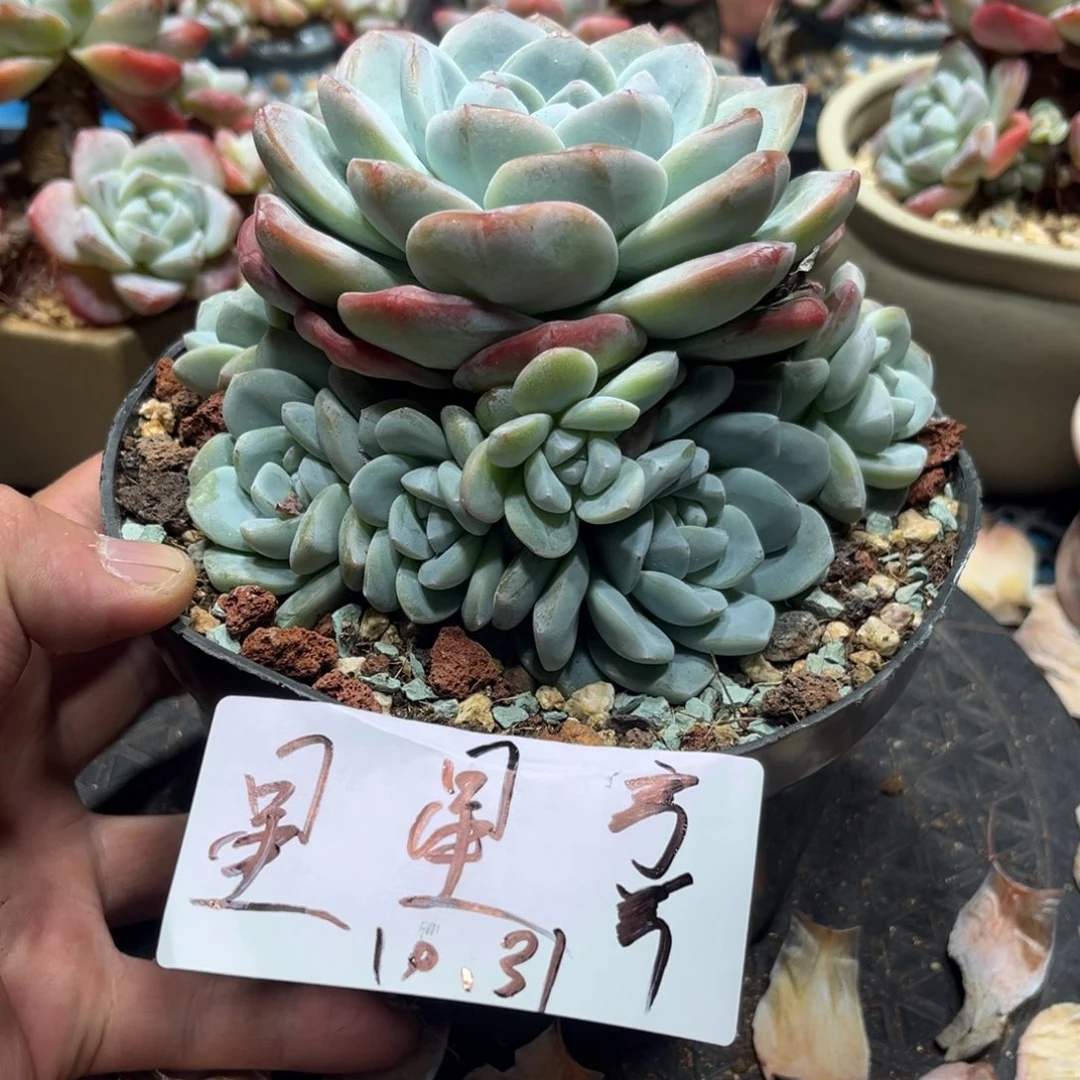 星星专拍冰玉手捧寄养