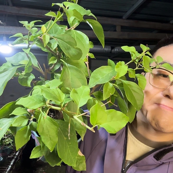 用***0完全开放章红樱三角梅