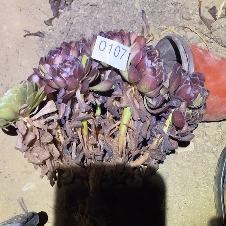 咖*雨多肉植物法师107黑寡妇