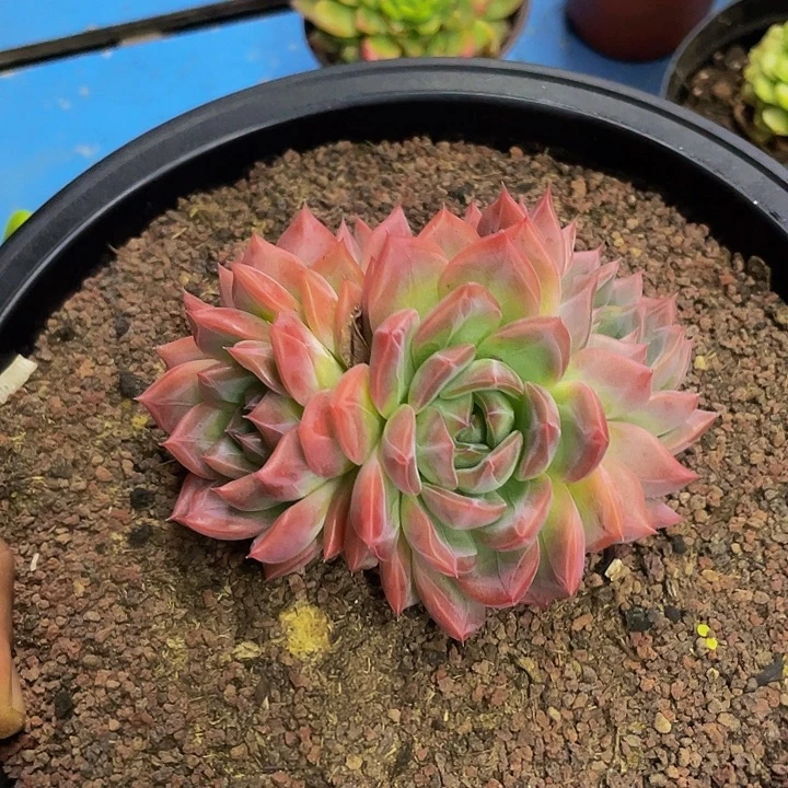 控养红鸾哦哦哦哦哦哦