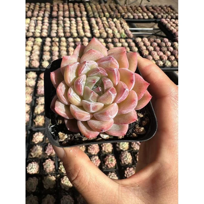7#梦龙多肉植物前男友精品多肉