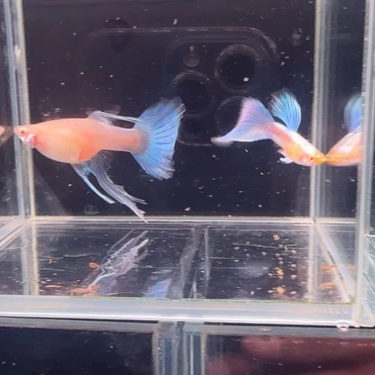 孔雀鱼蓝白缎带1对孔雀鱼