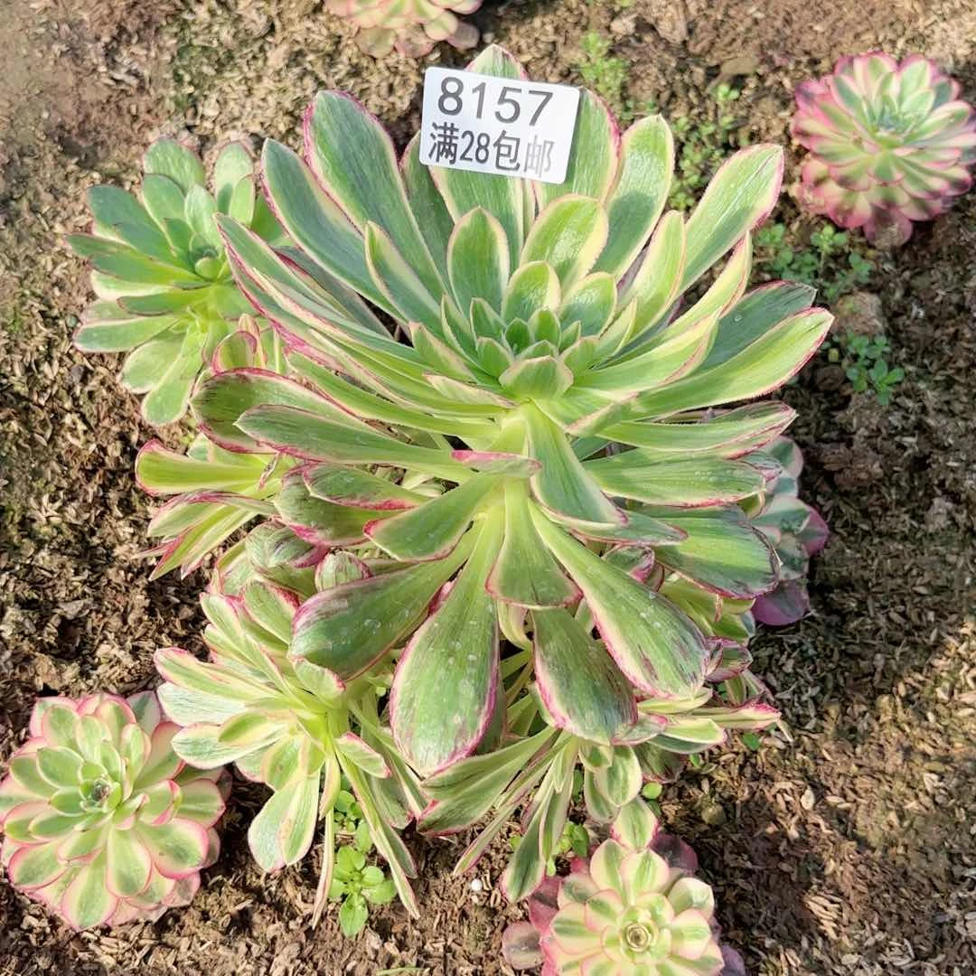 H. 8157v. 锦锦多肉