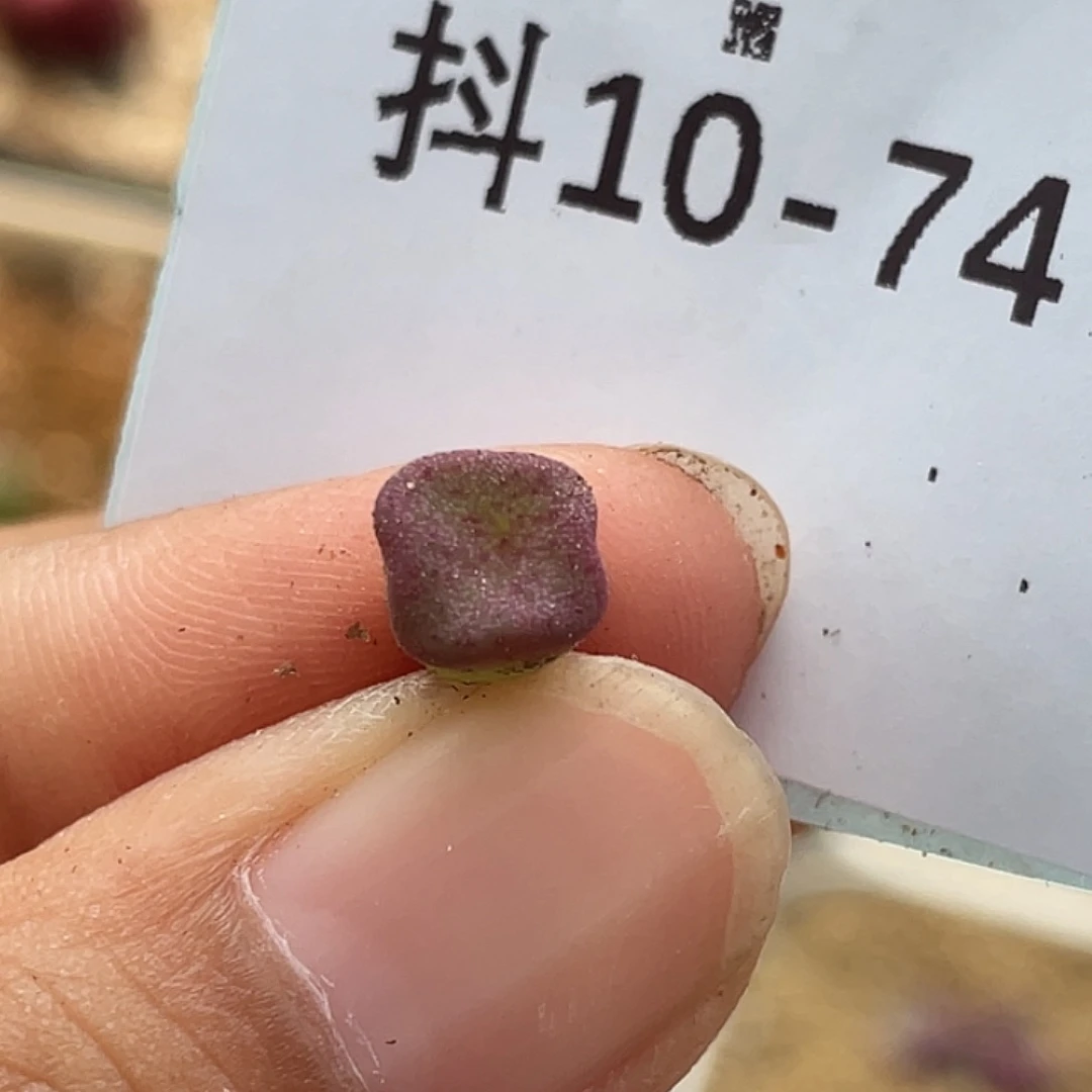 10-74方碗多肉植物
