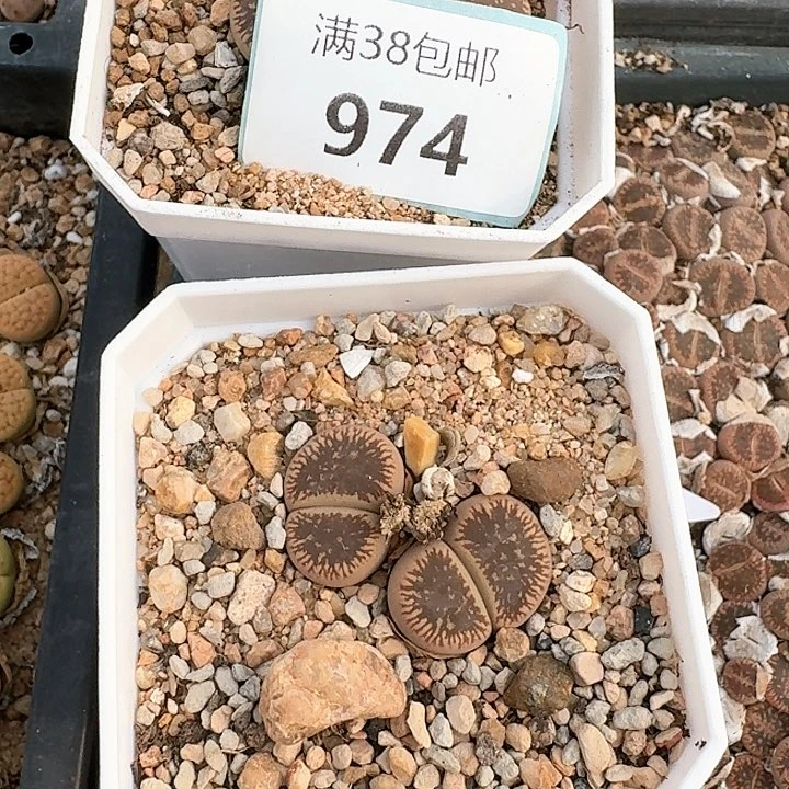w****y974清框特价窗542喷
