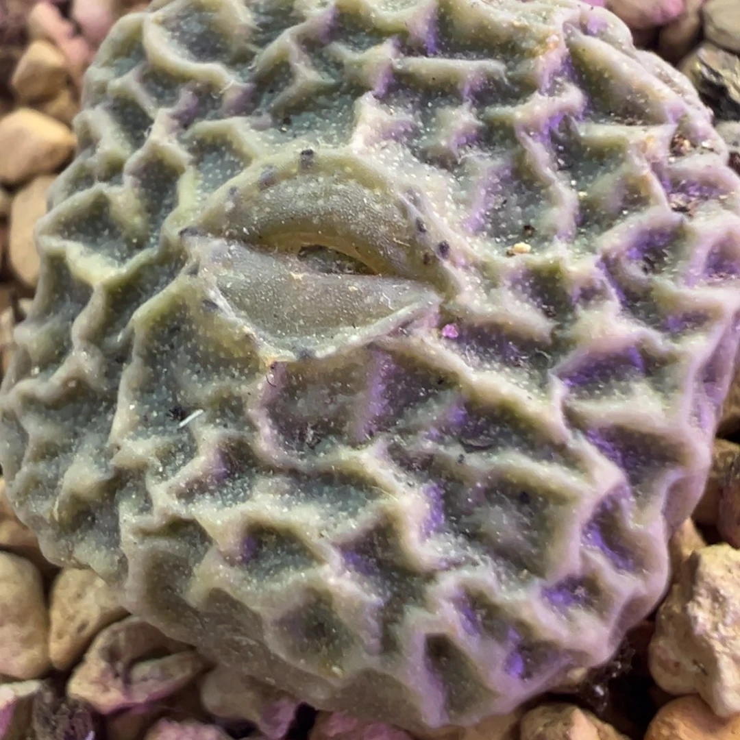 超级烧麦 肉锥植物
