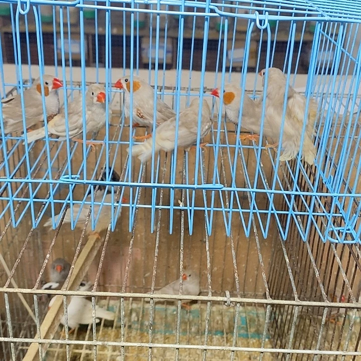 姓***刘文鸟珍珠3对包活到家收到货拍开箱视频