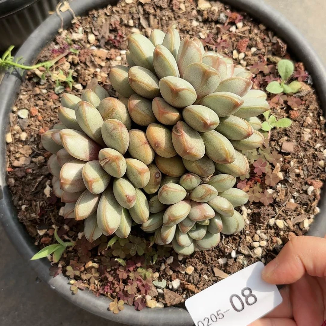 同温层多肉葡萄08