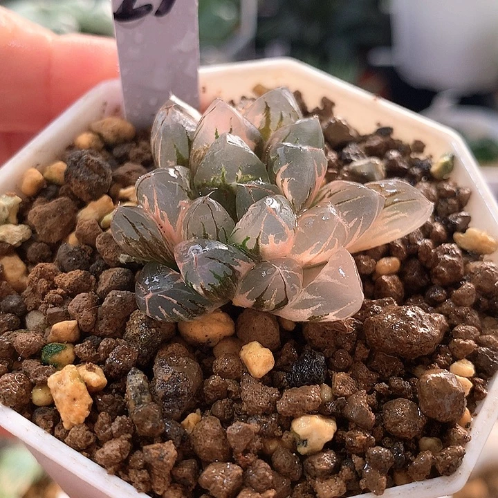 23号北极之光玉露锦