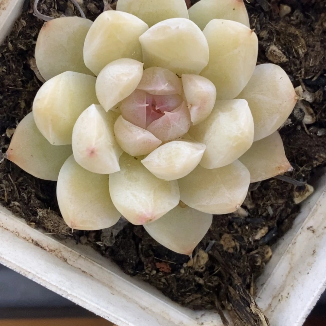 精品多肉一物一拍不包整459