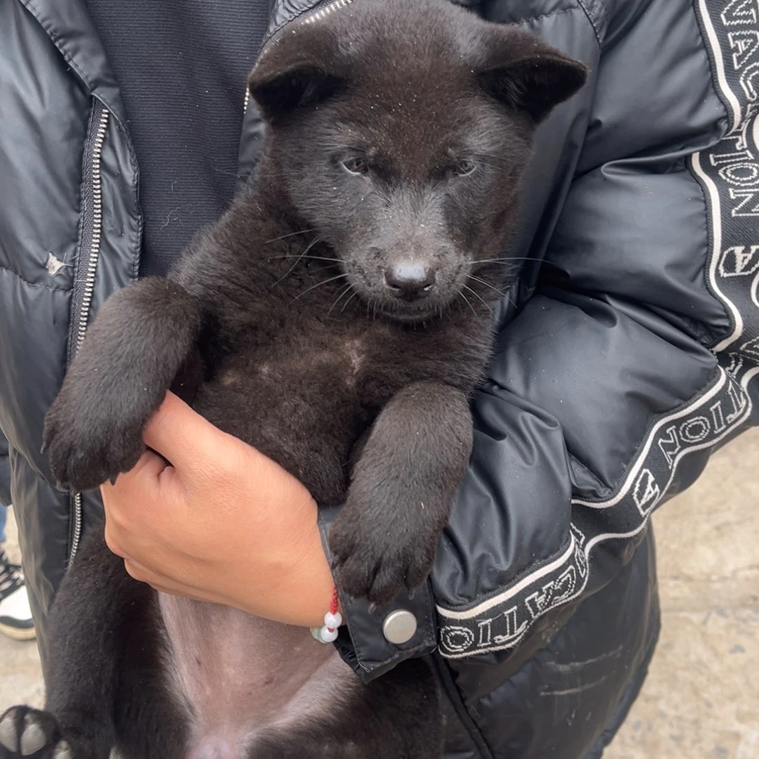 ****中华田园犬小妹妹