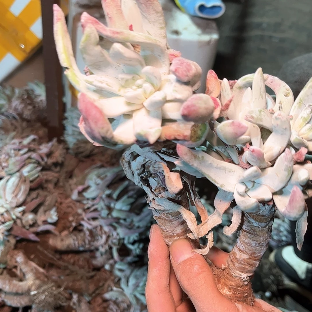 6195除霜苹果叶瑕疵