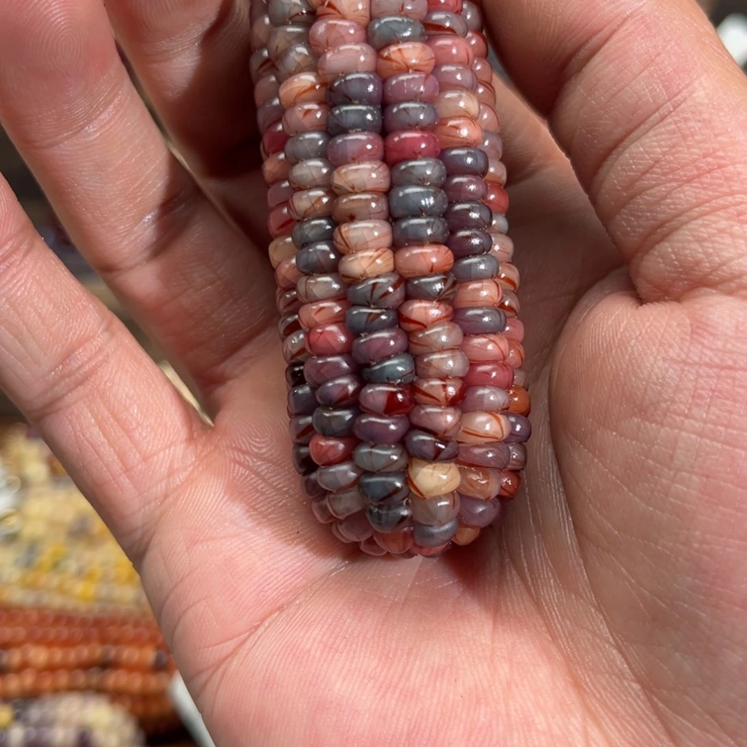 E***_中国大陆小玉米89