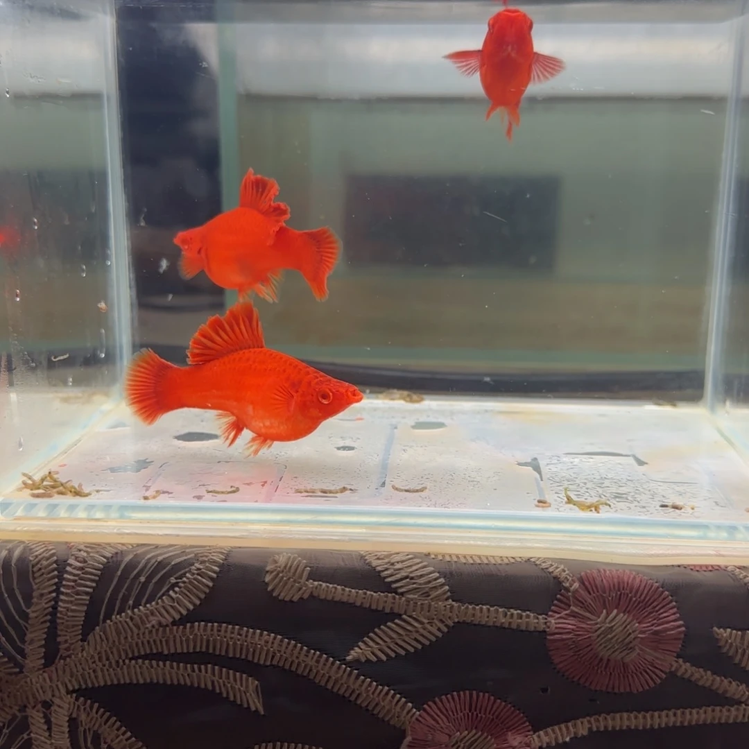 红剑鱼母鱼一条的