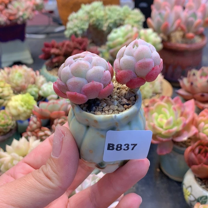 一物一拍含盆土满38包邮B837