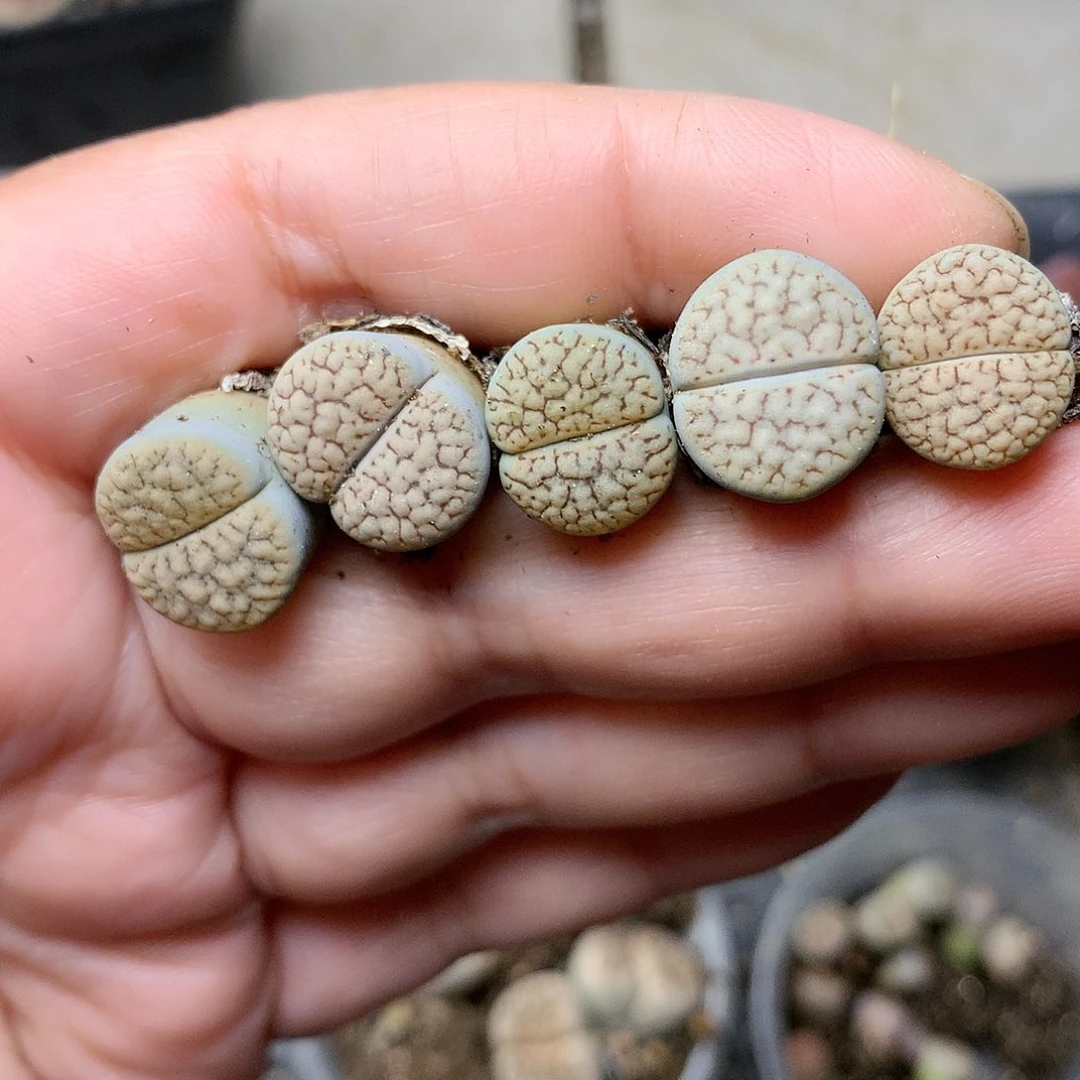 W421多肉植物保护