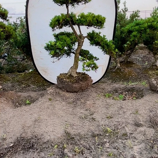 完全开放罗汉松小叶雀舌