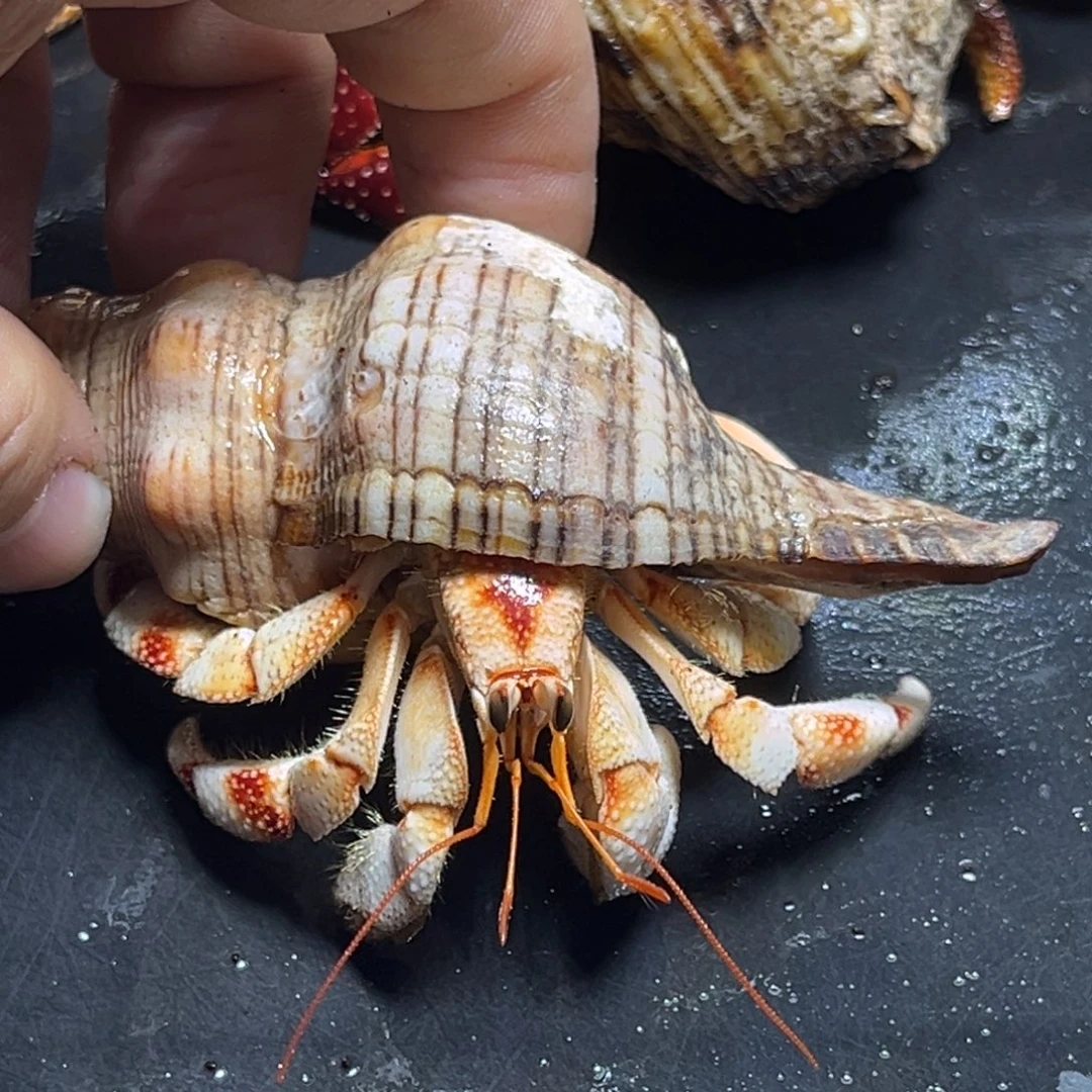 闪18号毛球2.3口径