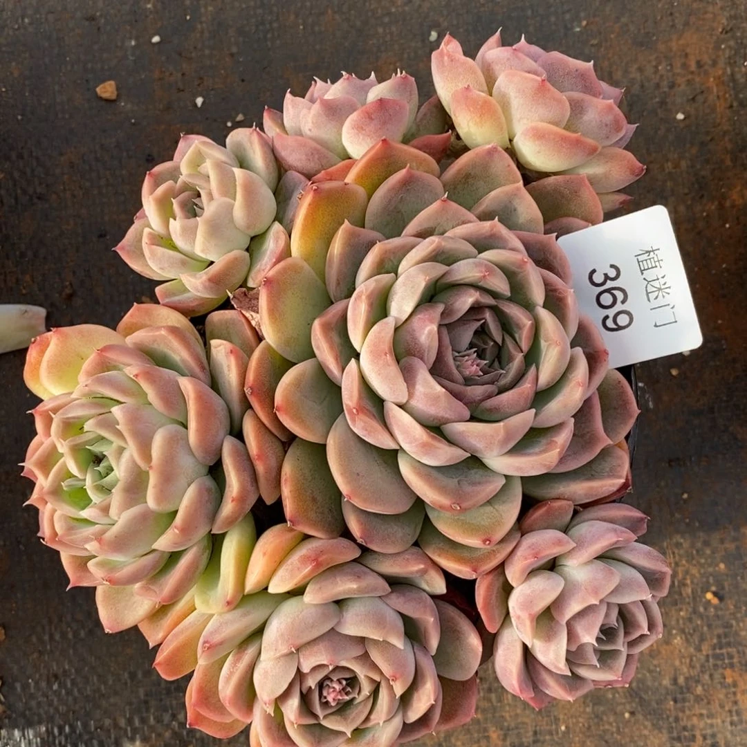 彭*虎杂交精品多肉369