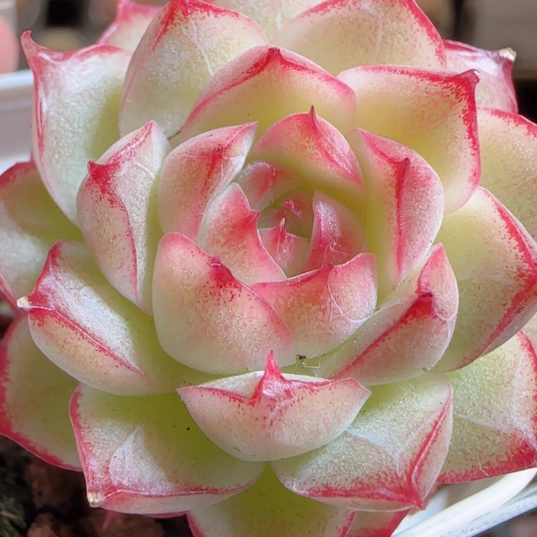 花语多肉0105-49女王