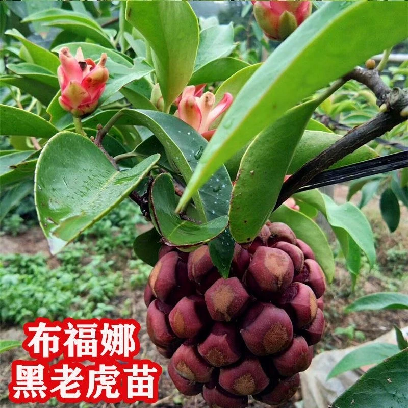 黑老虎苗布福娜大血藤果树苗当年结果爬藤水果树苗恶魔果四季种植