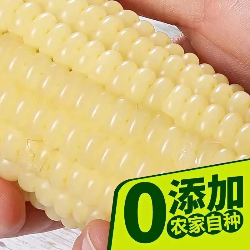 【整箱10支】东北糯玉米新鲜甜糯玉米真空包装黏甜玉米棒代餐批发