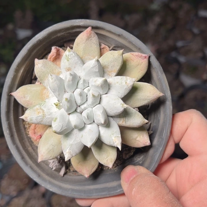 542个哈哈哈哈哈哈哈哈