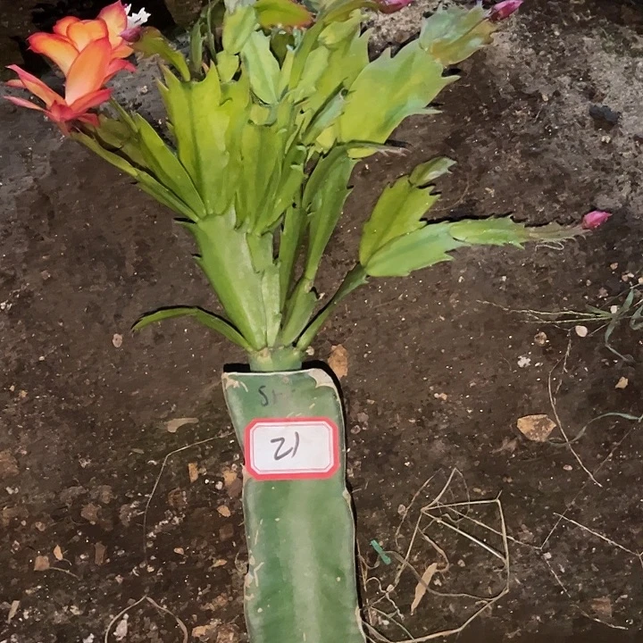 ，21号带人桑吉塔，