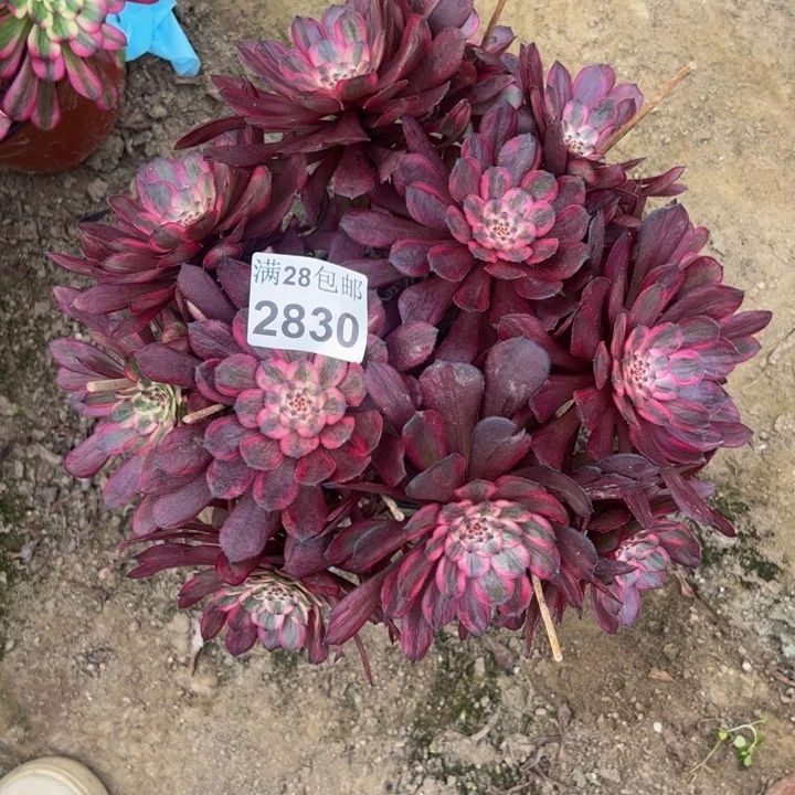 2830紫霞多肉植物