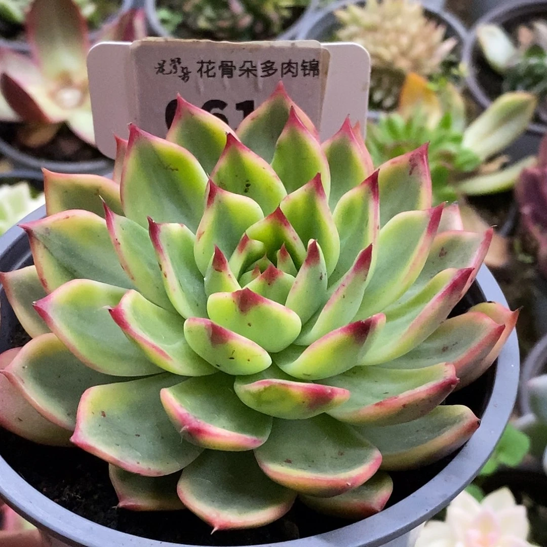 614哈哈哈哈哈哈哈哈