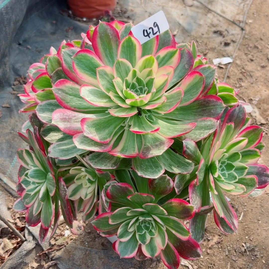 429貂蝉法师多肉植物