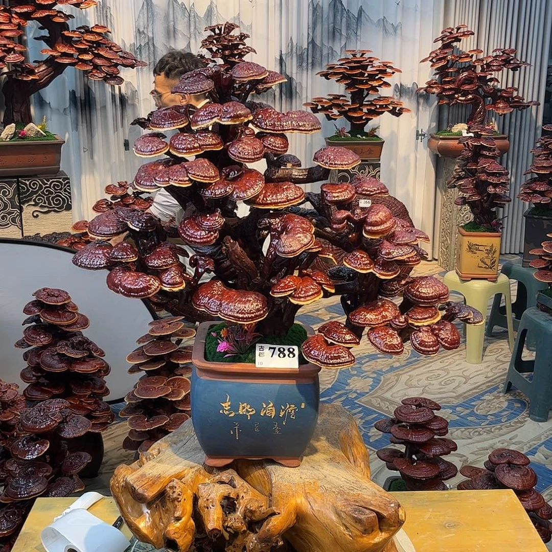 无花朵88888888888