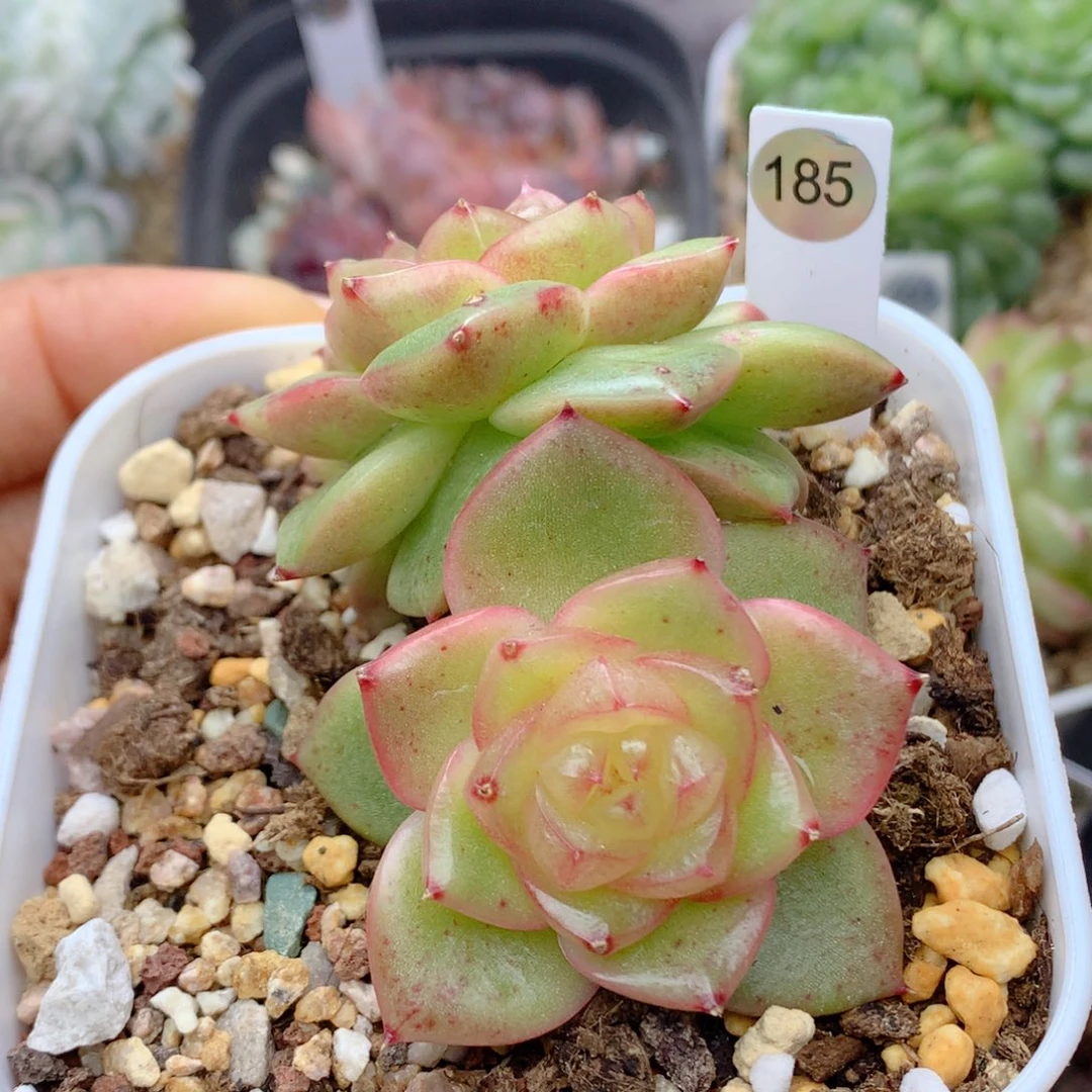 58包邮  群生不包整185