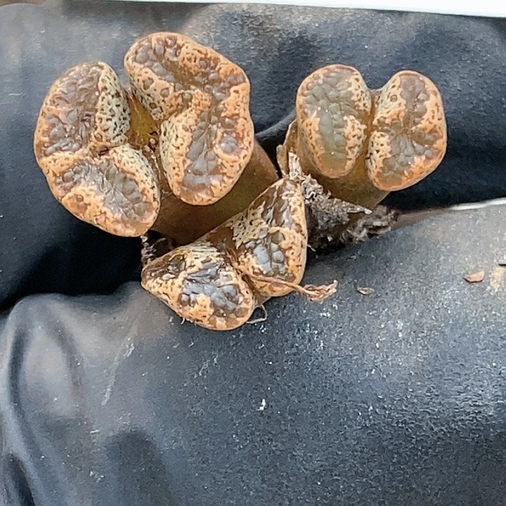 胖*桃喜花园0122-4勋章