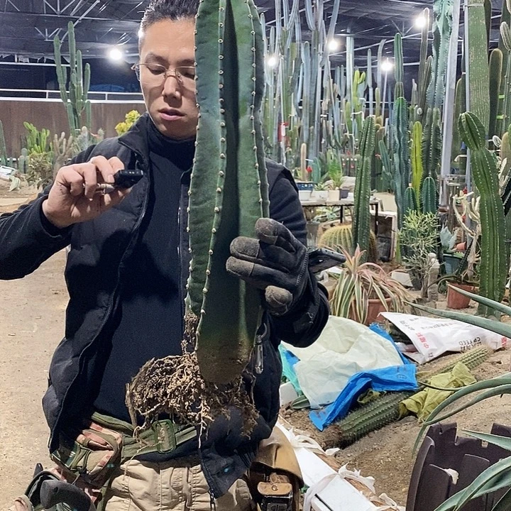 量天尺高度50公分左右