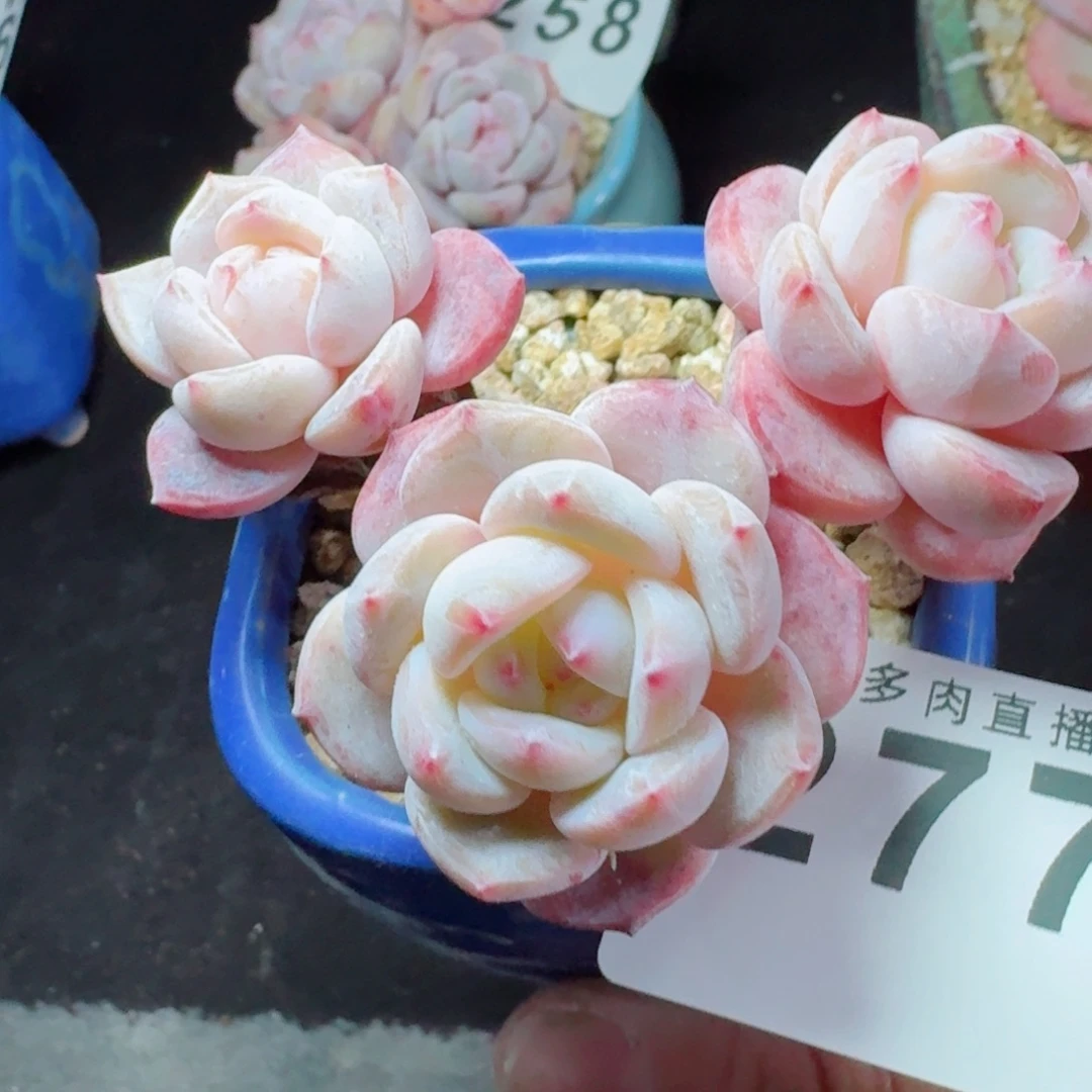 星影群生      愿你一路坦途，乘风破浪展宏图