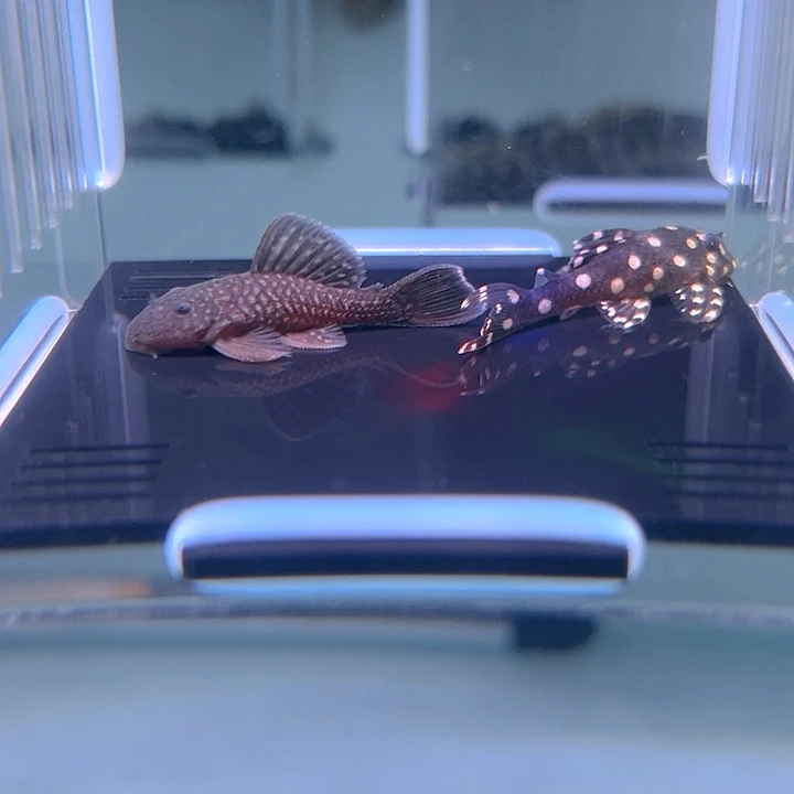 浩***浩清道夫鱼3-022组合2条